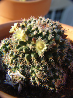 Mammillaria karwinskiana ssp collinsii o.jpg
