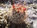 Mammillaria nunezii 00686.jpg