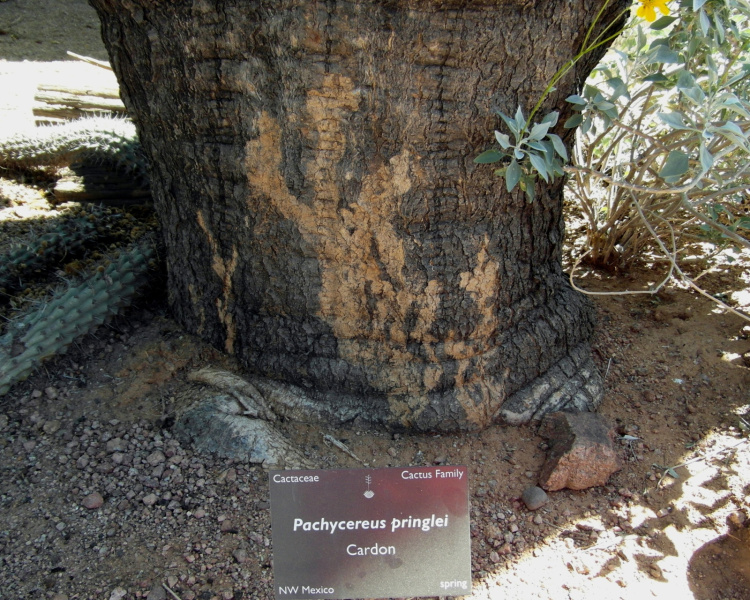 Файл:Pachycereus pringlei 58.JPG