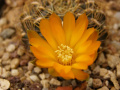 Rebutia glomeriseta 2.jpg