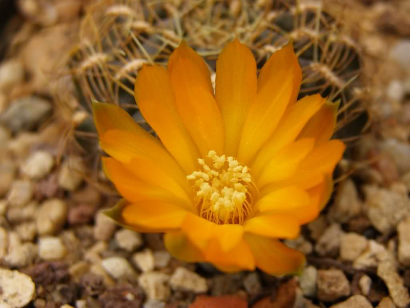 Файл:Rebutia glomeriseta 2.jpg