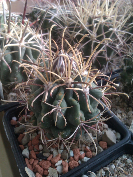 Файл:Sclerocactus uncinatus ssp. uncinatus MH80-2.jpg