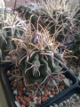 Sclerocactus uncinatus ssp. uncinatus MH 80