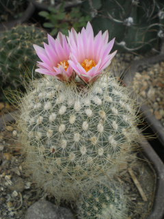 Turbinicarpus saueri ka.jpg