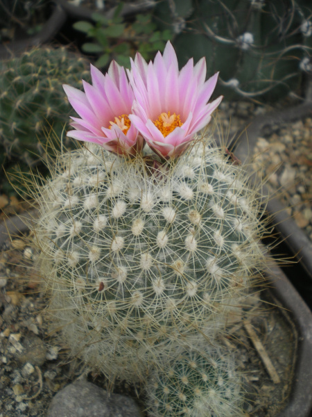 Файл:Turbinicarpus saueri ka.jpg