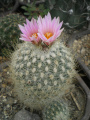 Turbinicarpus saueri ssp. knuthianus