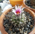 Turbinicarpus schmiedickeanus ssp. schmiedickeanus 37.JPG