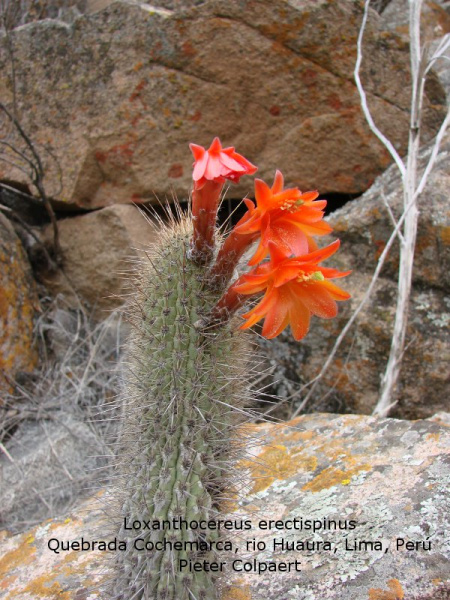 Файл:Cleistocactus acanthurus ssp. acanthurus 3.jpg