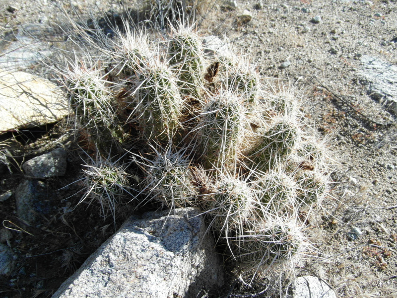 Файл:Echinocereus engelmannii 45.JPG