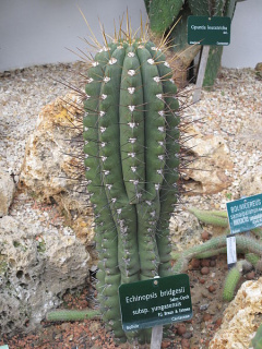Echinopsis bridgesii ssp. yungasensis.jpg