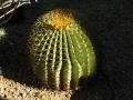 Ferocactus diguetii 4.jpg