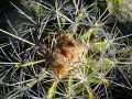 Ferocactus flavovirens