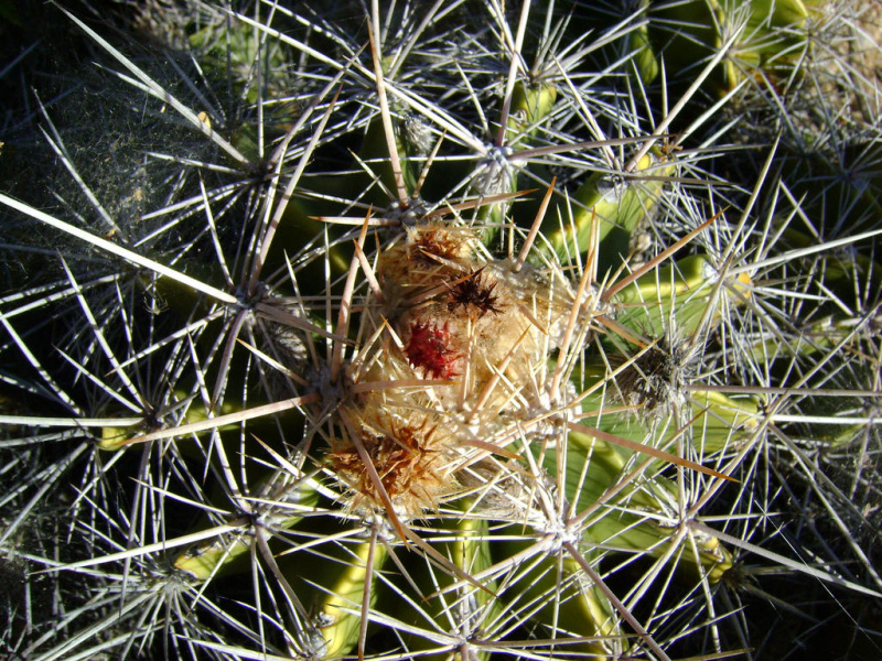 Файл:Ferocactus flavovirens 01.jpg