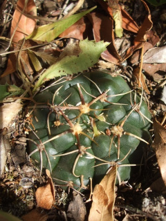 Gymnocalycium uruguayense h1.JPG