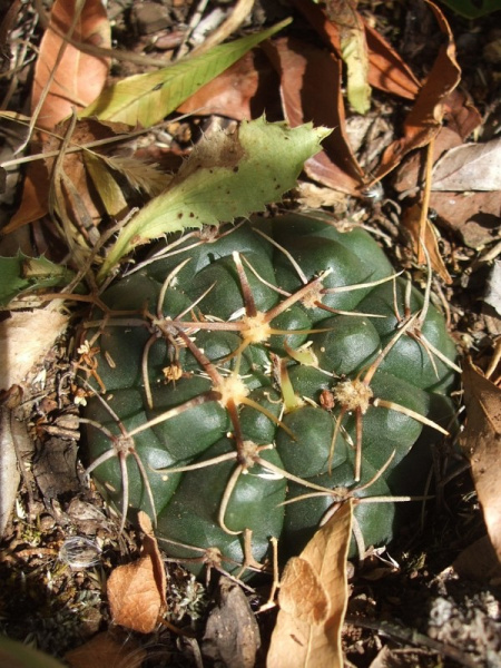Файл:Gymnocalycium uruguayense h1.JPG