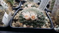 Mammillaria formosa ssp. microthele REPP 1054