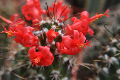 Mammillaria poselgeri (red wonder).jpg