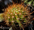 Melocactus harlowii