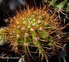 Melocactus harlowii 27442 l.jpg