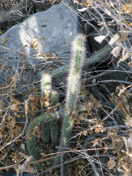 Файл:Nyctocereus serpentinus.jpg