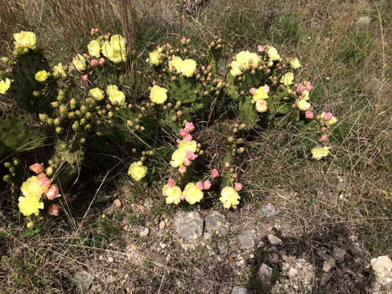 Файл:Opuntia atrispina 1.jpg
