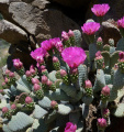 Opuntia basilaris