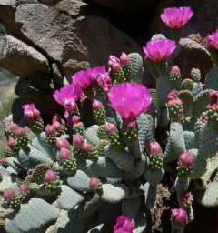 Opuntia basilaris.jpg