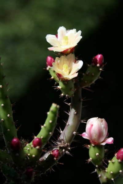 Файл:Opuntia salmiana 5.JPG