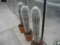 Pachycereus pringlei