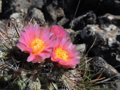 Pediocactus nigrispinus 1.jpg