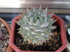 Ariocarpus retusus.JPG