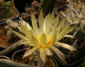 Astrophytum caput-medusae 4.jpg