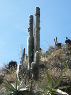 Cephalocereus senilis 1h.jpg