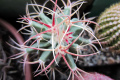 Echinocactus parryi