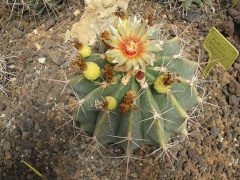 Ferocactus pottsii.jpg