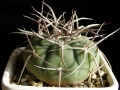 Gymnocalycium castellanosii ssp. castellanosii 4.jpg