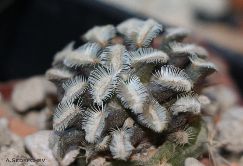 Файл:Mammillaria bertholdii.jpg