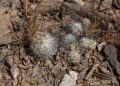 Mammillaria insularis 3h.jpg