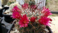Mammillaria rekoi ssp. rekoi 8.jpg