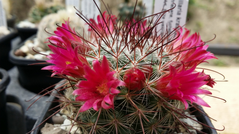 Файл:Mammillaria rekoi ssp. rekoi 8.jpg