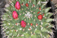 Mammillaria sartorii 1.jpg