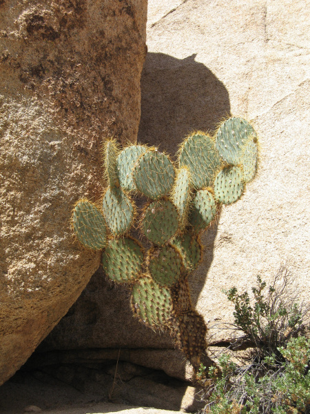 Файл:Opuntia chlorotica h3.jpg