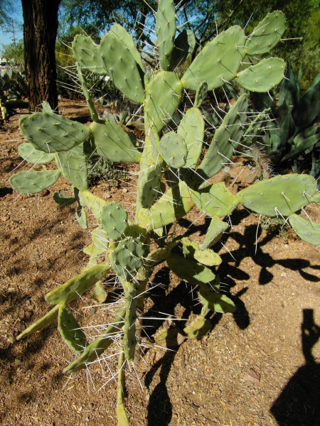 Файл:Opuntia quimilo 5.jpg