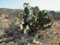 Opuntia stricta 0.jpg