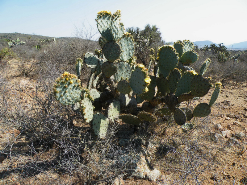 Файл:Opuntia stricta 0.jpg
