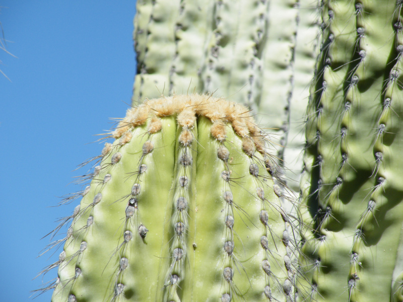 Файл:Pachycereus fulviceps 3.jpg