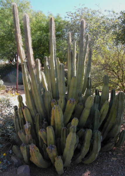 Файл:Pachycereus schottii 3.JPG
