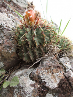Parodia buiningii 8.JPG