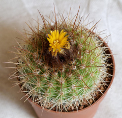 Parodia comaparana.jpg