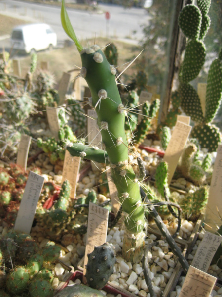 Файл:Quabentia verticillata 2.jpg